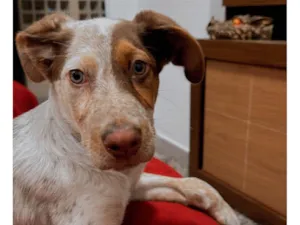Cachorro raça SRD-ViraLata idade Abaixo de 2 meses nome Barão