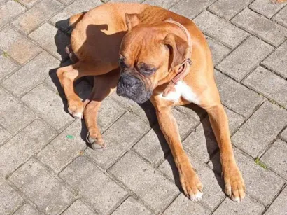 Cachorro raça Boxer idade 4 anos nome Bruce