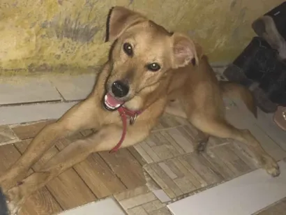 Cachorro raça SRD-ViraLata idade 2 anos nome Ralf 
