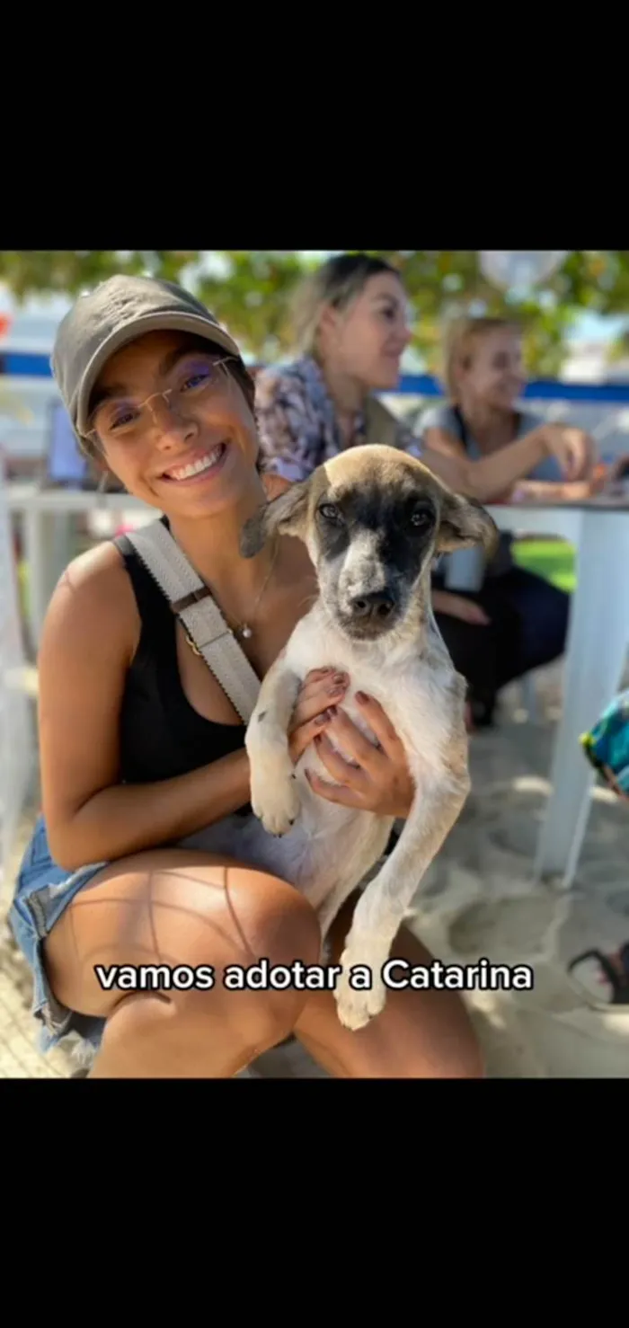 Cachorro ra a SRD-ViraLata idade 2 a 6 meses nome Catarina 