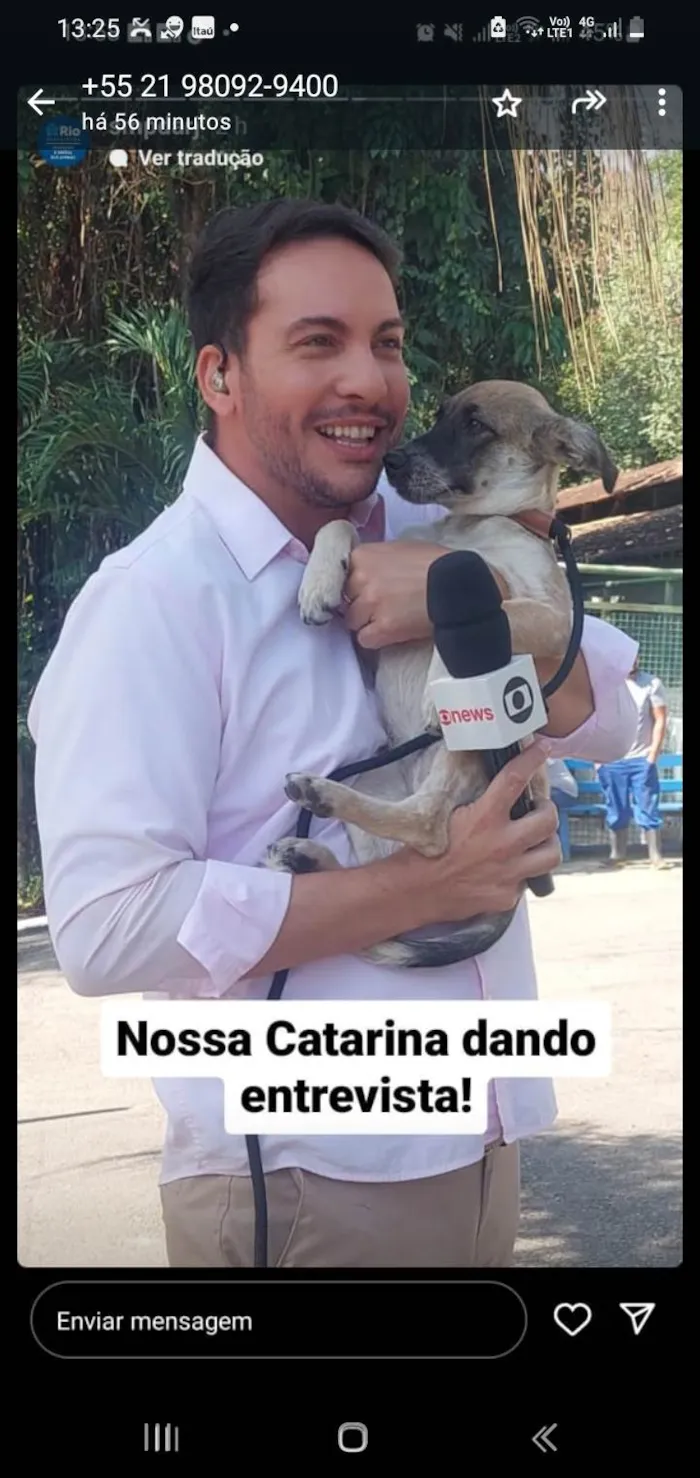 Cachorro ra a SRD-ViraLata idade 2 a 6 meses nome Catarina 