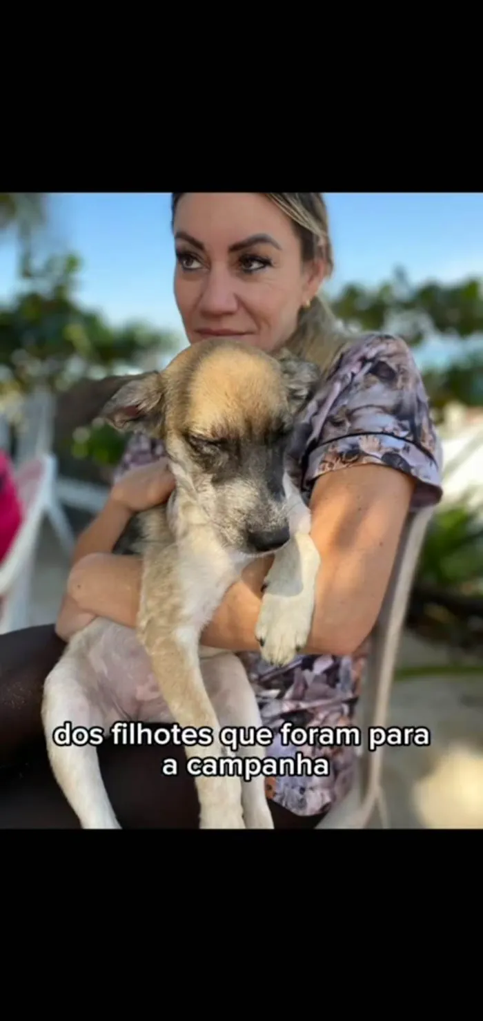 Cachorro ra a SRD-ViraLata idade 2 a 6 meses nome Catarina 