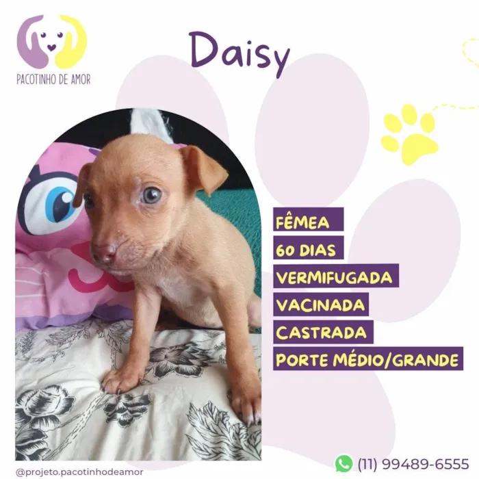 Cachorro ra a SRD-ViraLata idade 2 a 6 meses nome Daisy 