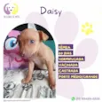 Daisy