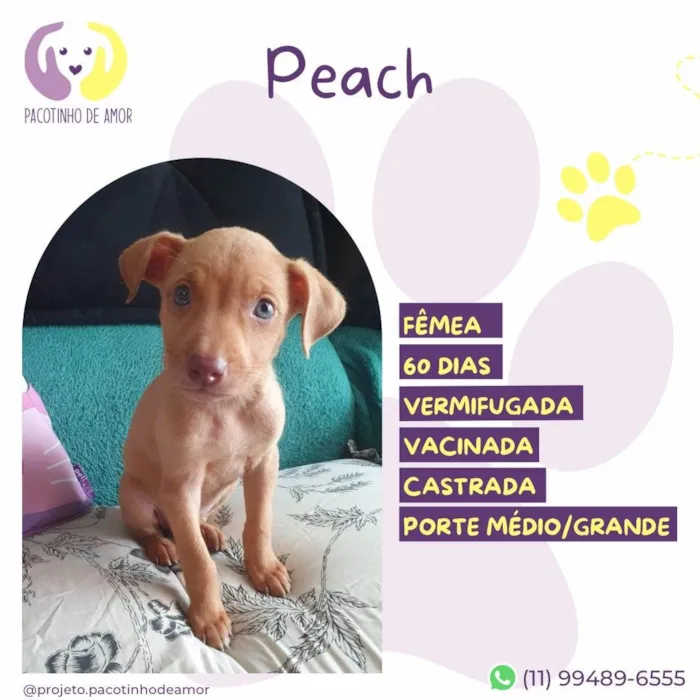 Cachorro ra a SRD-ViraLata idade 2 a 6 meses nome Peach 