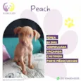 Peach