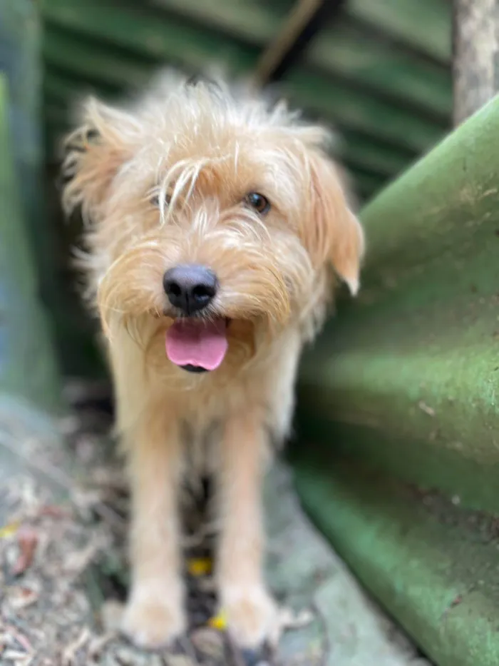 Cachorro ra a SRD idade 7 a 11 meses nome Loira