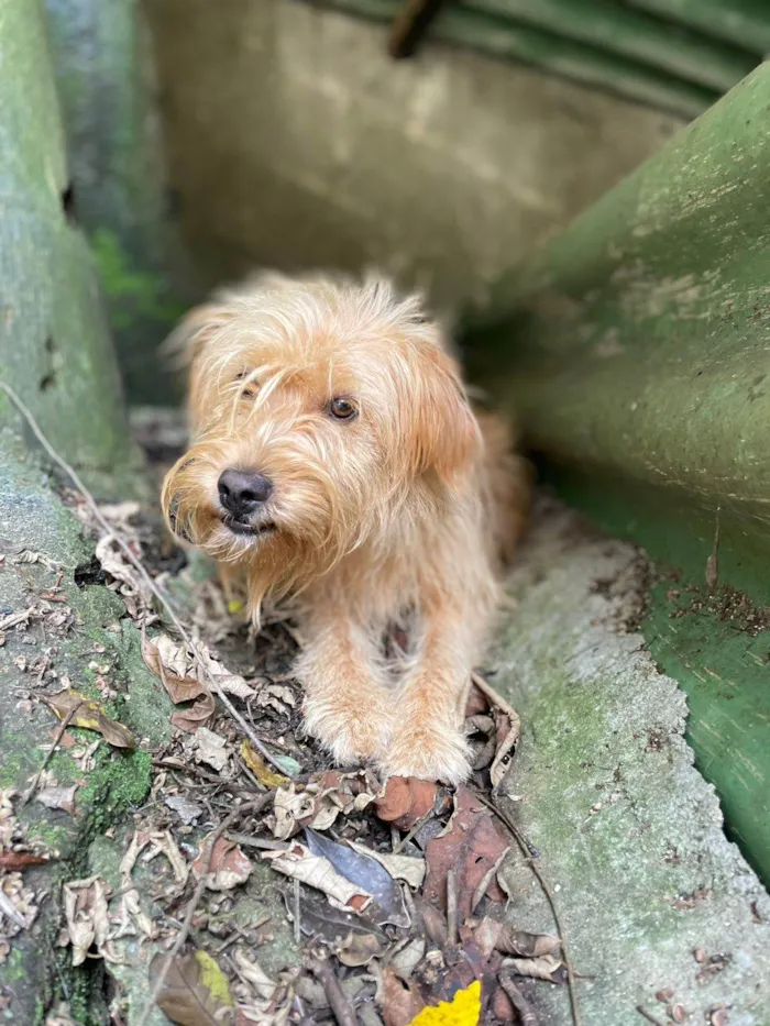 Cachorro ra a SRD idade 7 a 11 meses nome Loira