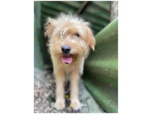Cachorro raça SRD idade 7 a 11 meses nome Loira