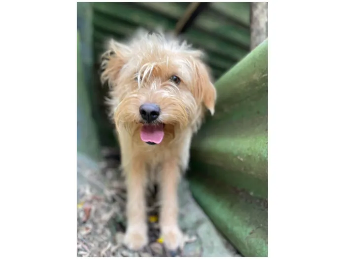 Cachorro ra a SRD idade 7 a 11 meses nome Loira
