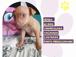 Cachorro raça SRD-ViraLata idade 2 a 6 meses nome Daisy 