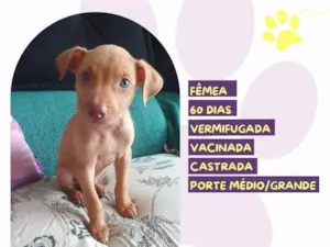 Cachorro raça SRD-ViraLata idade 2 a 6 meses nome Peach 