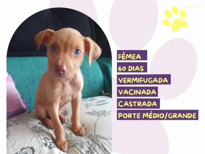 Cachorro ra a SRD-ViraLata idade 2 a 6 meses nome Peach 