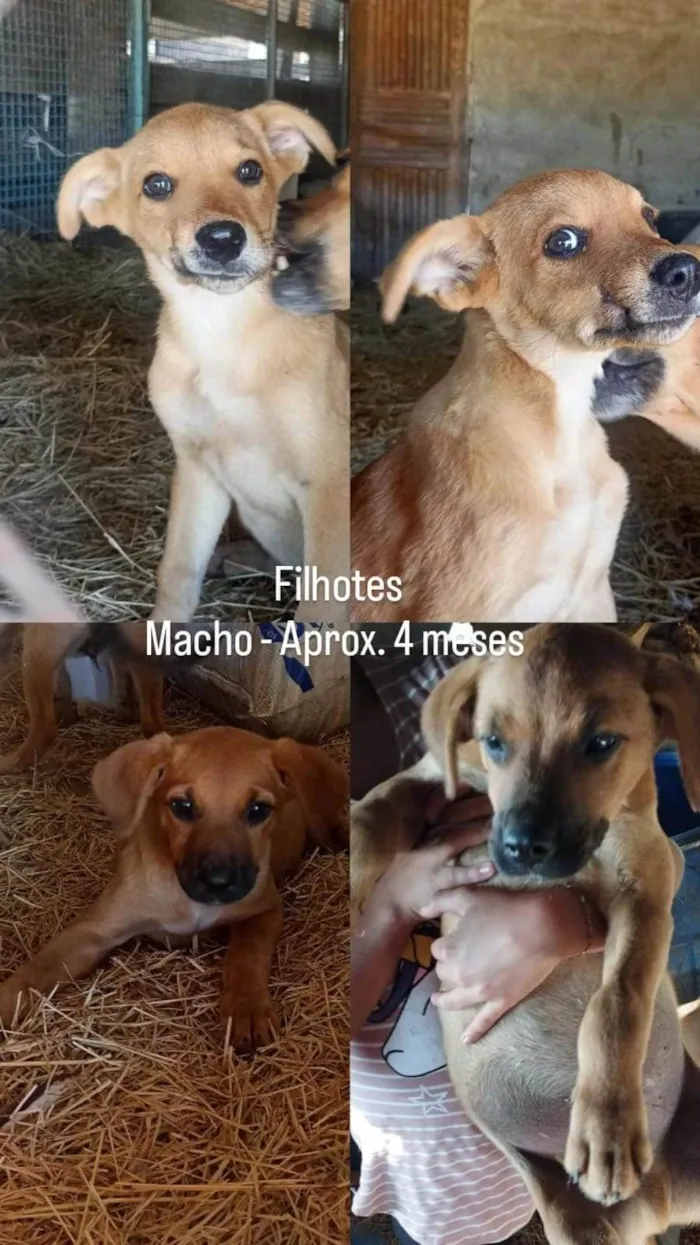 Cachorro ra a SRD-ViraLata idade 2 a 6 meses nome Filhotes Caramelo