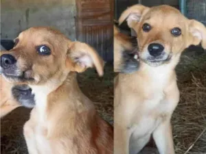 Cachorro raça SRD-ViraLata idade 2 a 6 meses nome Filhotes Caramelo