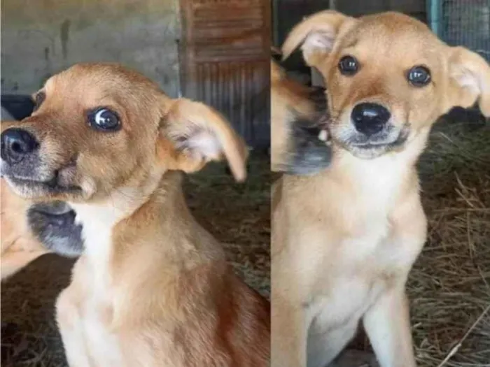 Cachorro ra a SRD-ViraLata idade 2 a 6 meses nome Filhotes Caramelo