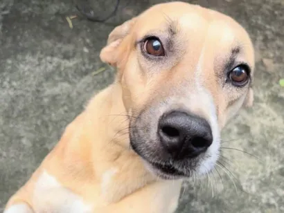 Cachorro raça SRD-ViraLata idade 5 anos nome scooby