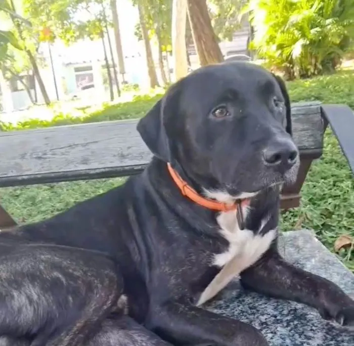 Cachorro ra a SRD-ViraLata idade Abaixo de 2 meses nome Pretin