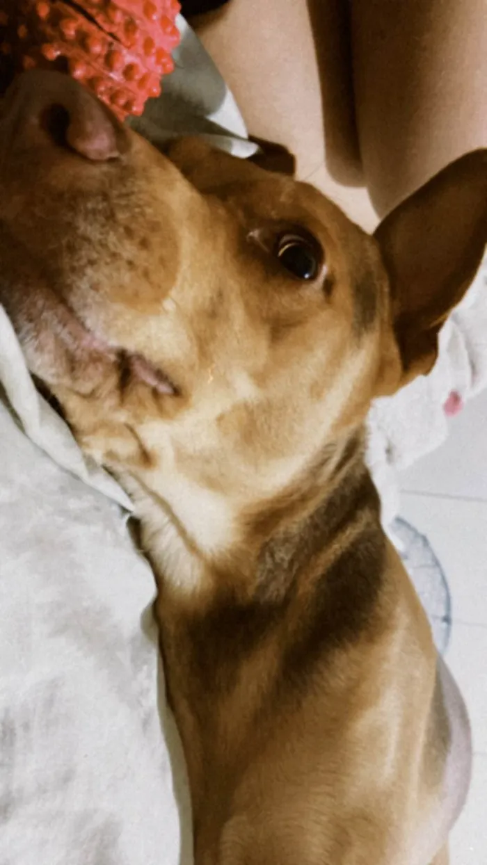 Cachorro ra a SRD-ViraLata idade 4 anos nome lion