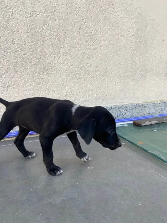 Cachorro ra a Labrador idade Abaixo de 2 meses nome Luna