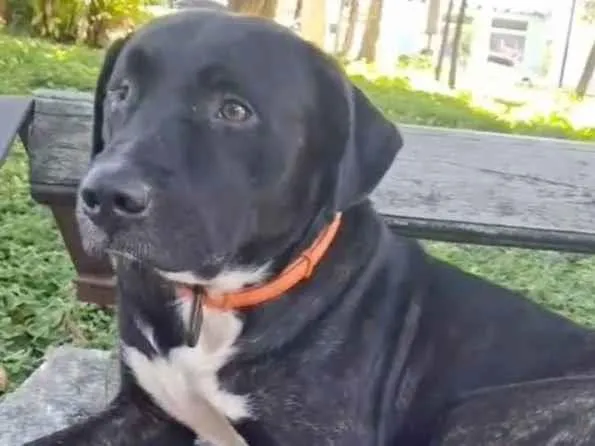 Cachorro ra a SRD-ViraLata idade Abaixo de 2 meses nome Pretin