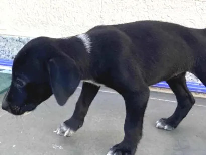 Cachorro raça Labrador idade Abaixo de 2 meses nome Luna