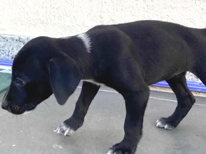 Cachorro ra a Labrador idade Abaixo de 2 meses nome Luna