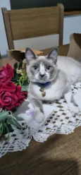 Mel