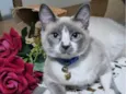 Mel