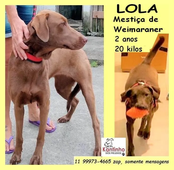 Cachorro ra a SRD-ViraLata idade 2 anos nome Lola