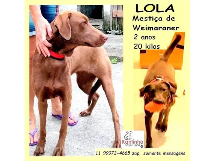 Cachorro ra a SRD-ViraLata idade 2 anos nome Lola