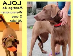 Cachorro raça SRD-ViraLata idade 2 anos nome Lola