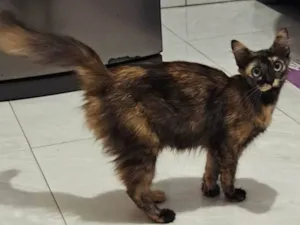 Gato raça SRD-ViraLata idade 1 ano nome Rutinha