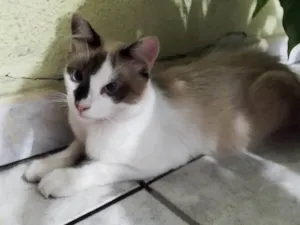 Gato raça SRD-ViraLata idade 1 ano nome Kaká 
