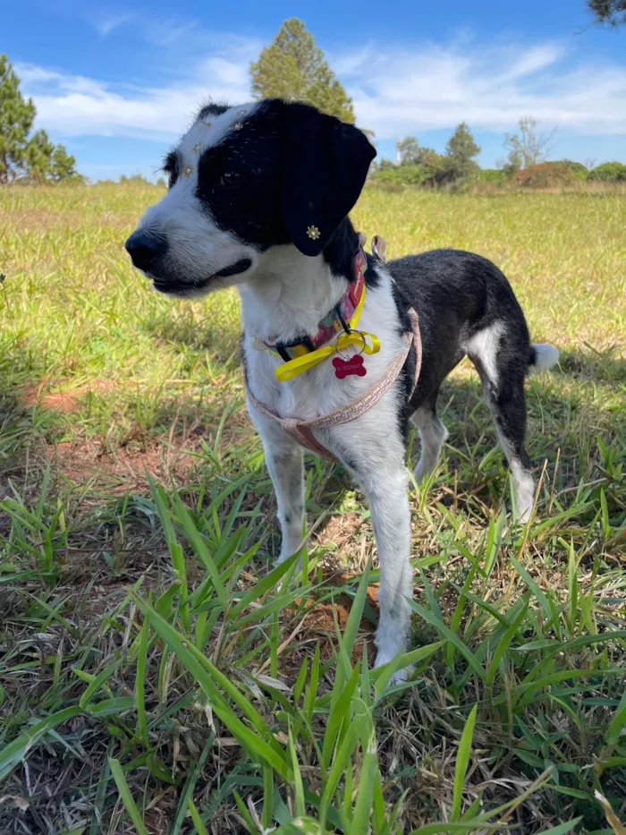 Cachorro ra a SRD-ViraLata idade 1 ano nome Letícia 