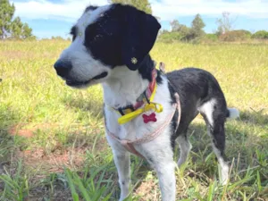 Cachorro raça SRD-ViraLata idade 1 ano nome Letícia 