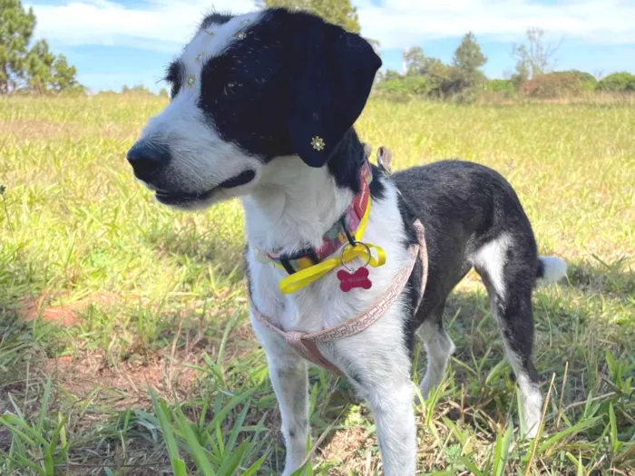 Cachorro ra a SRD-ViraLata idade 1 ano nome Letícia 