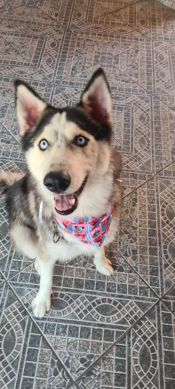 Cachorro ra a Husky Siberiano idade 1 ano nome Pandora