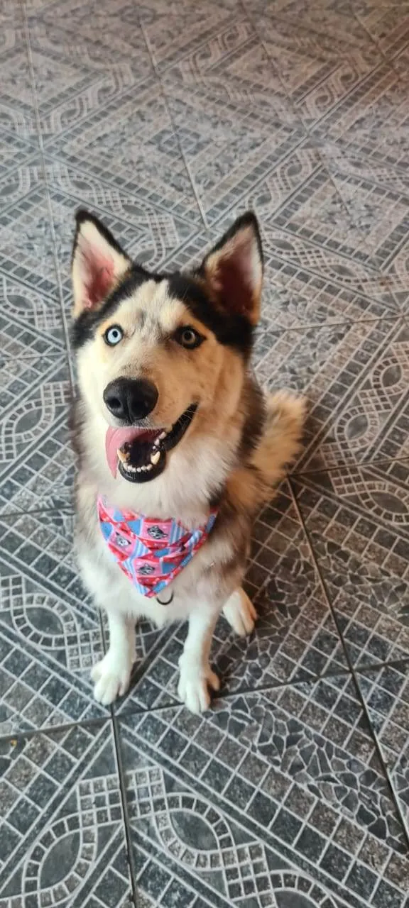 Cachorro ra a Husky Siberiano idade 1 ano nome Pandora