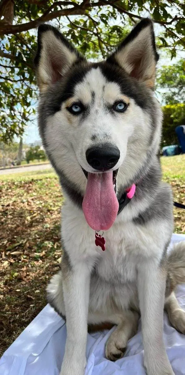 Cachorro ra a Husky Siberiano idade 1 ano nome Pandora