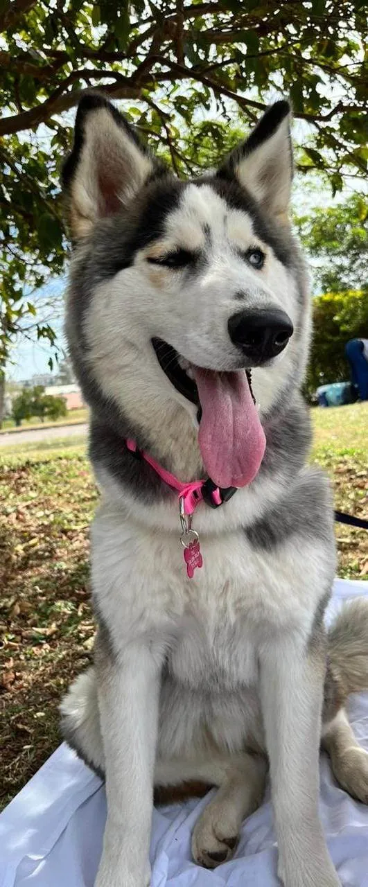 Cachorro ra a Husky Siberiano idade 1 ano nome Pandora