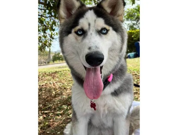 Cachorro ra a Husky Siberiano idade 1 ano nome Pandora