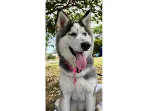 Cachorro raça Husky Siberiano idade 1 ano nome Pandora