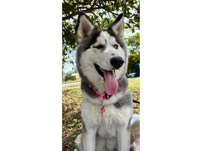 Cachorro ra a Husky Siberiano idade 1 ano nome Pandora