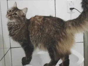 Gato raça SRD-ViraLata idade 7 a 11 meses nome Penélope