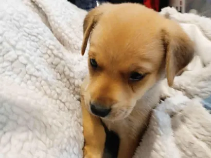 Cachorro raça Golden e Labrador idade 2 a 6 meses nome Filhotinho