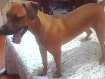 Cachorro raça SRD-ViraLata idade 1 ano nome Thor