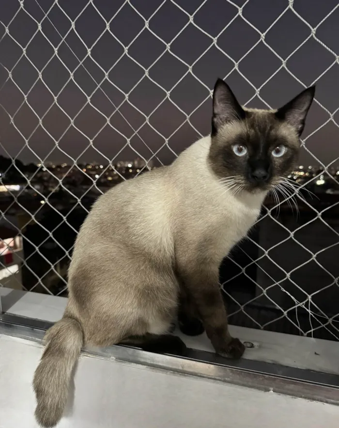 Gato ra a Siamês idade 7 a 11 meses nome Zoe 