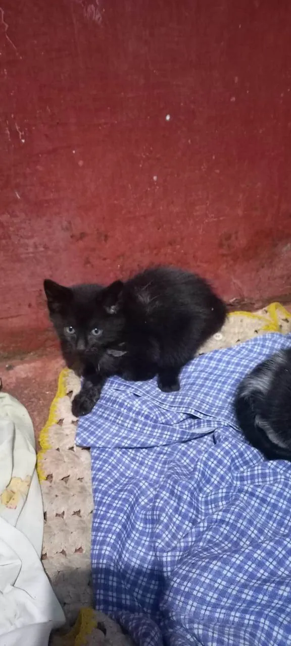 Gato ra a SRD-ViraLata idade Abaixo de 2 meses nome Anjinhos