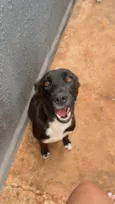 Apolo